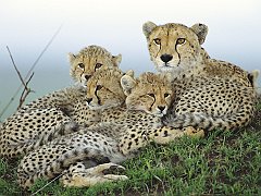 Resting Cheetahs, Masai Mara Reserve, Kenya, Africa